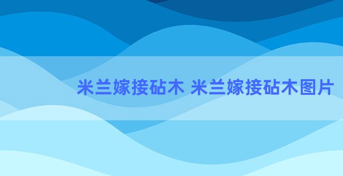 米兰嫁接砧木 米兰嫁接砧木图片